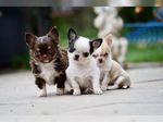 Chihuahuawelpen mit Ahnentafel suchen Zuhause